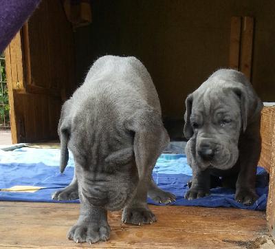 Touloose Von Blue Ground