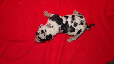 IDog Von Schlesien