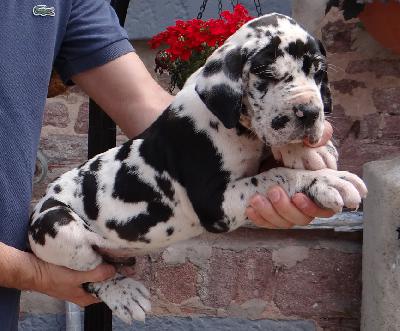 IDog Von Schlesien