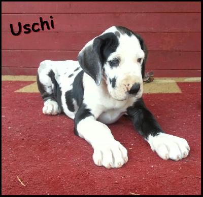Uschi Von Blue Ground