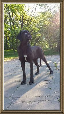 Kunigunde Von Schlesien