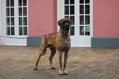 Ch Maverick vom Hause Rawert