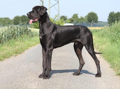 Grande Gremins Dark Dargo