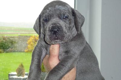 Jolie von der Ofnethhle