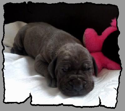 Little Miss von der Wolfshhle