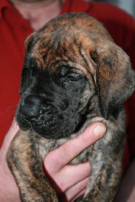 Jack Daniels von Nonius