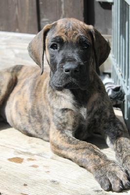 Jack Daniels von Nonius