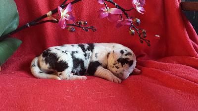 Paisley Von Schlesien