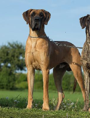 Reno von der OFNETHLE