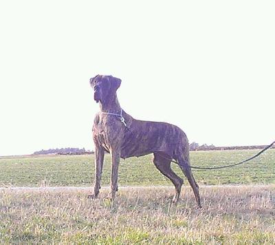 Ophelia von der OFNETHLE