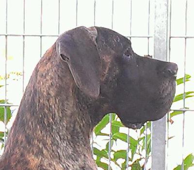 Ophelia von der OFNETHLE
