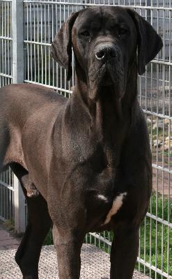 Ch Gentleman Singularis