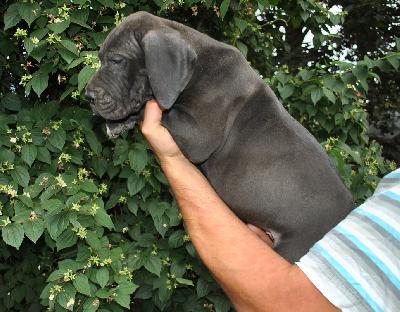 Gentle Giant Singularis