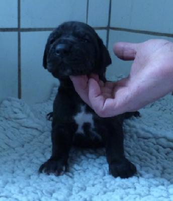 Muffin von der Wolfshhle
