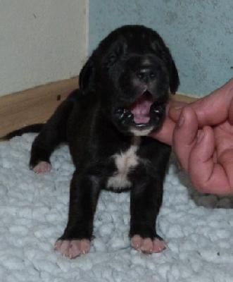 Nacho von der Wolfshhle