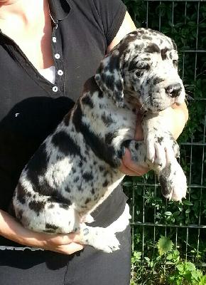 Tobi Von Schlesien