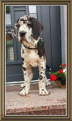 Tobi Von Schlesien