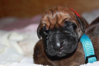 Yoko vom Hause Rawert