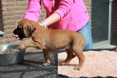 Yoko vom Hause Rawert