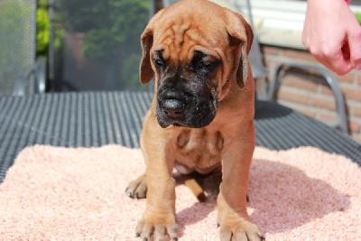 Yoko vom Hause Rawert