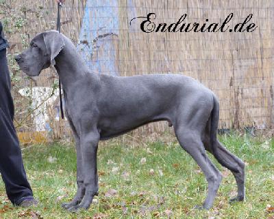 Benares Endurial