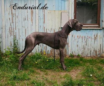 Benares Endurial