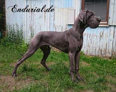 Benares Endurial