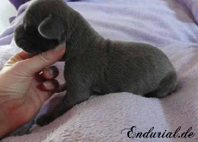 Balladia Endurial