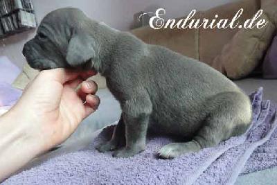 Balladia Endurial