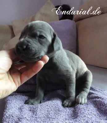 Balladia Endurial