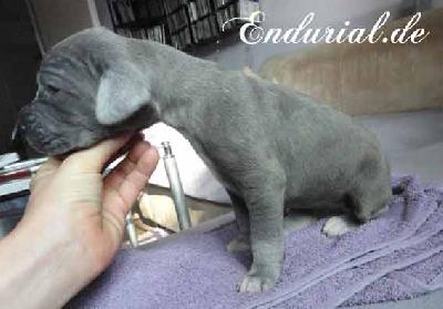 Babylonia Endurial