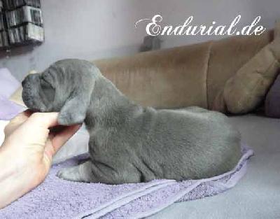 Berolina Endurial