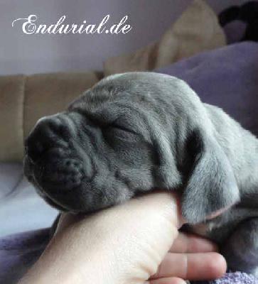 Berolina Endurial