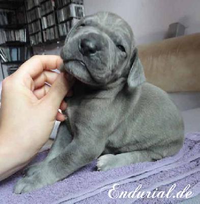 Berolina Endurial