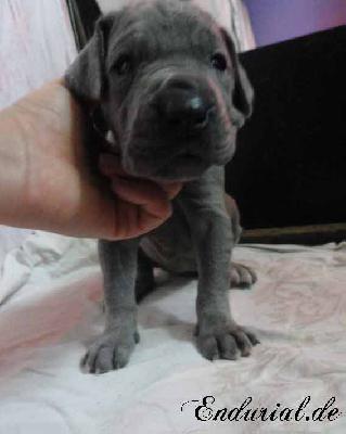 Berolina Endurial