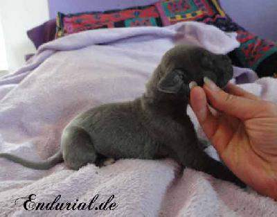 Biscanya Endurial