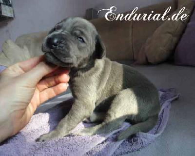 Biscanya Endurial