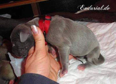 Bycancia Endurial