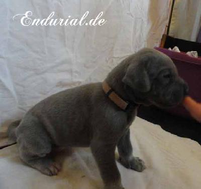Bycancia Endurial