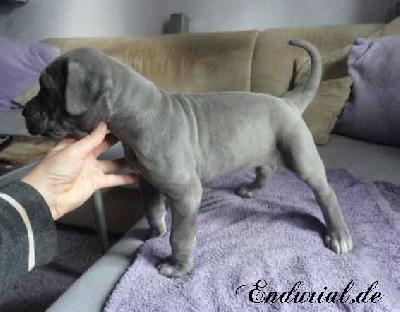 Bycancia Endurial
