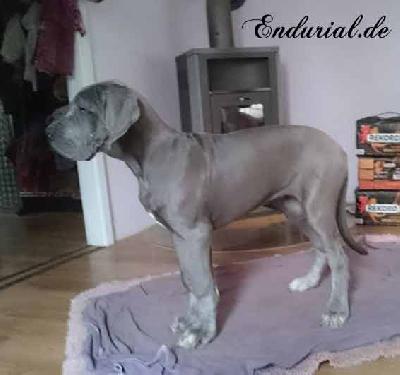 Bycancia Endurial