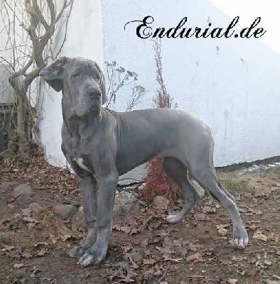 Bycancia Endurial