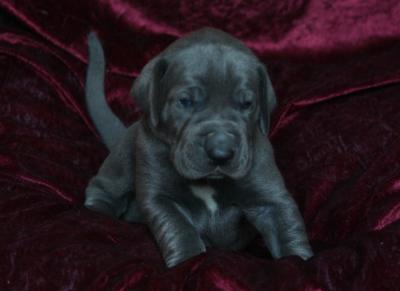 Blue von Alt-Sternberg