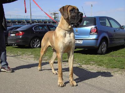 King Dogen-Sport