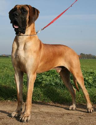 King Dogen-Sport