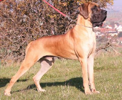 King Dogen-Sport