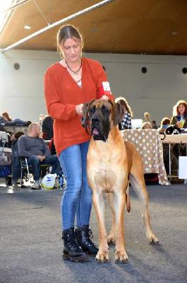 King Dogen-Sport