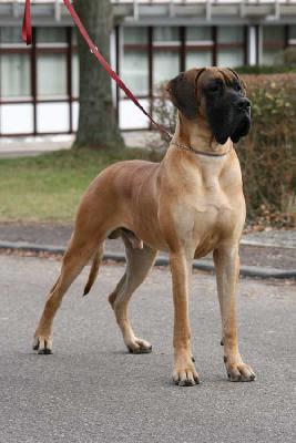 King Dogen-Sport