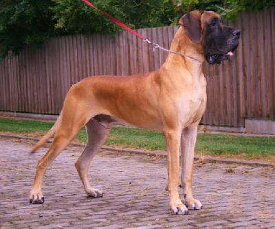 King Dogen-Sport