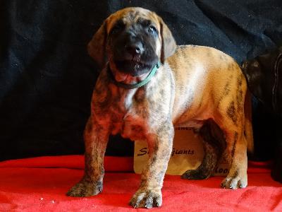 Buster of Sweet Giants